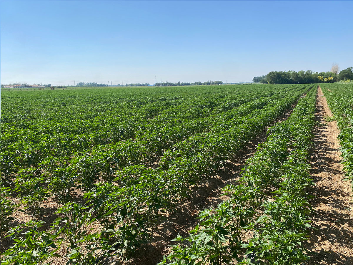 辣椒基地